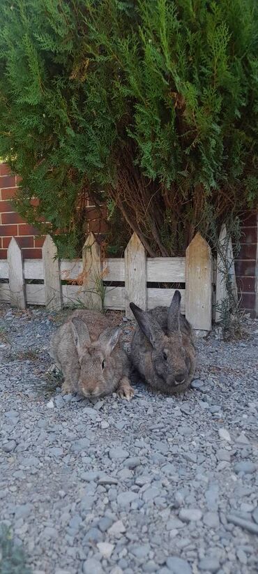 Dovşanlar: İri sort dovşanlar satilir! orta çəkili dovşanlar 15 azn, ağir çəkili -da lalafo.az — 8 Dovşanlar: İri sort dovşanlar satilir! orta çəkili dovşanlar 15 azn, ağir çəkili — 8
