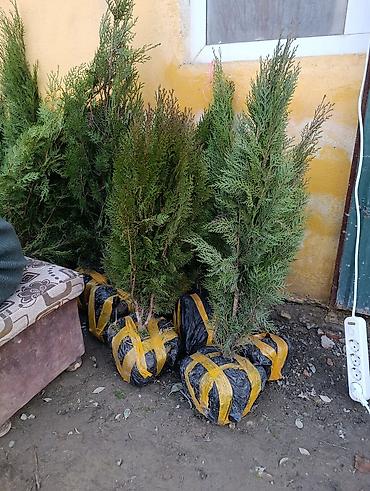 Другие декоративные деревья: САЖЕНЦЫ ОПТОМ — БОЛЬШОЙ ВЫБОР И ВЫГОДНЫЕ ЦЕНЫ! 🌿 В наличии все виды и — 7