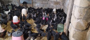 Digər quşlar: Ya Allah. Salam Hər vaxtınız xeyir! 6 Noyabr 2025 ci ildən — 12