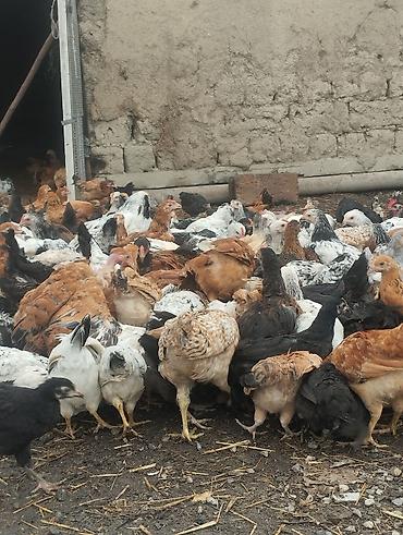 Toyuqlar: Kent Çolpaları Təsvir: - Təbii şəraitdə saxlanılan, sərbəst otlayan — 12