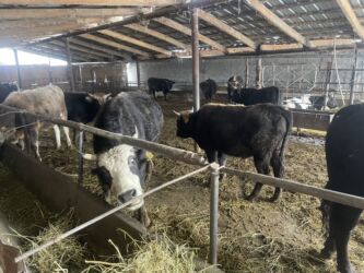 продаю той терьера: Продаю | Бык (самец)