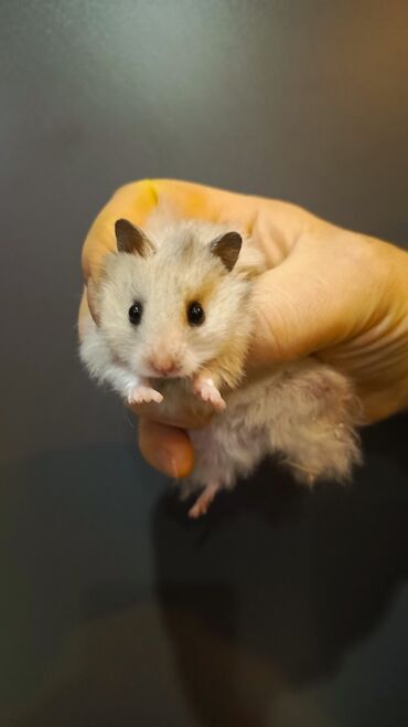 Gəmiricilər: Angora sort xomyaklar mehribandırlar bu sort dişləmir və aqressiv — 3