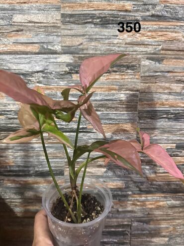 Другие комнатные растения: Комнатные растения — 7