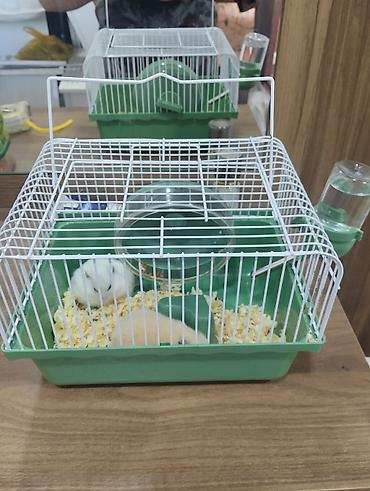 Siçança (hamster) qəfəsi və aksessuarları - Kompakt ölçülü, yaşıl