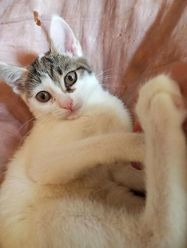 Котята-домоседы, короткошёрстные, 2 окраса: - Бело-рыжие: белая грудка at lalafo.kg Котята-домоседы, короткошёрстные, 2 окраса: - Бело-рыжие: белая грудка