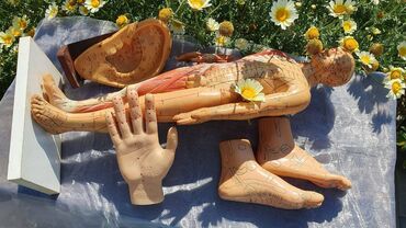 Digər trenajorlar: Муляжи для массажистов, акупунктуристов, су-джок специалистов