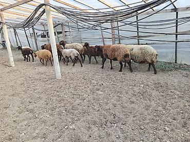 berde mal bazari: Dişi, Qala, il: 1, 50 kq, Damazlıq, Ünvandan götürmə — 5