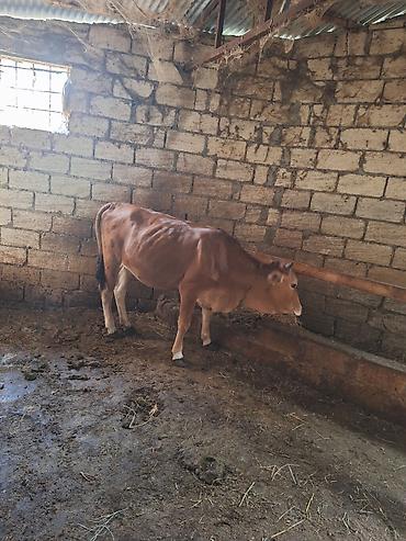təbii bal satisi: Salam Kesklik Diși Duye 1 Yas Yarımlıg Arpa Yemi Yeyir Ceksi Texmni — 1