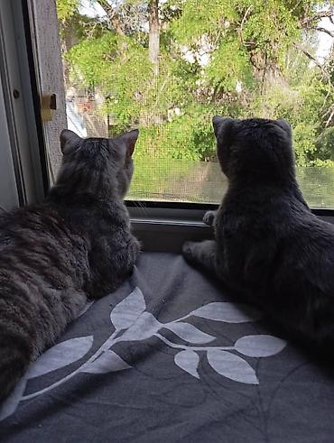 продаю кошки: Кошки и кот домашние, молодые. Окрас: - Бело-серый: контрастные серые — 7