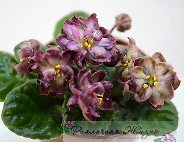 Фиалки и глоксинии: В продаже крупные детки и стартеры, взрослые сортовые фиалки, Отправка — 17