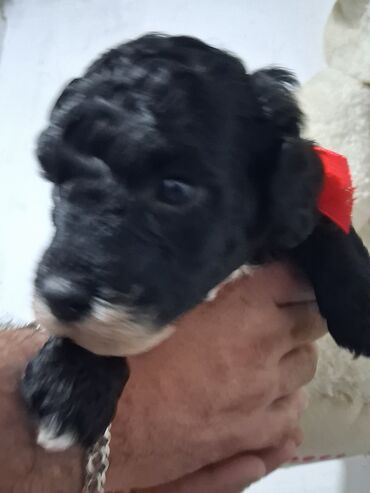 İtlər: Pudel — 10