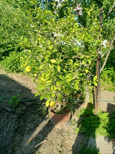 комнатный растения: Лимонное дерево лимон 🍋 большое лимонное дерево крупные лимоны каждый