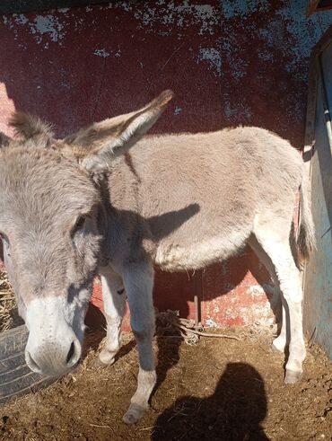 Другие с/х животные: Осёл (серо-бурый), короткошёрстный, домашнего содержания. Основные — 1