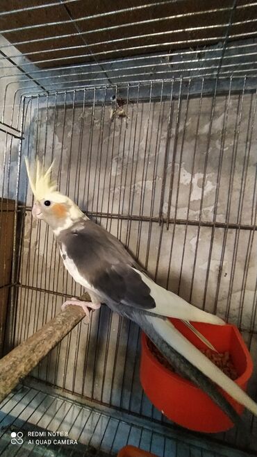 Tutuquşları: SALAM ENDİRİMLƏRƏ DAVAM. 💥🔥.HAZIR DANIŞAN QUŞLAR SATILIR!!!!!! Yaş — 8