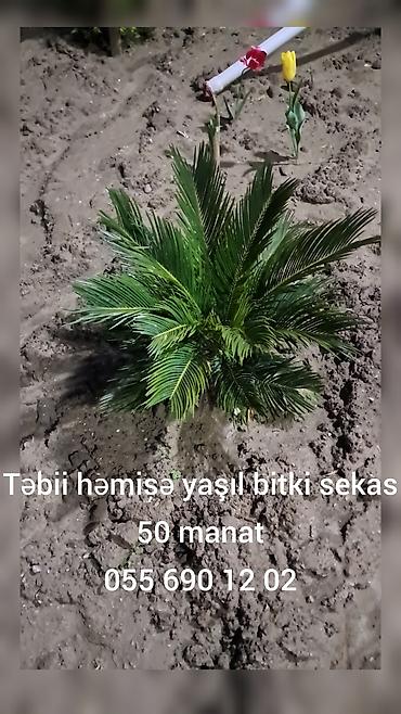 palma satışı: Sekas 

Qiymət: 50 manat — 1