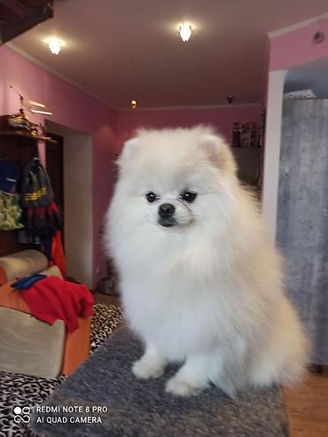 Вязка собак: Шпиц Померанский, Предлагается для вязки, не продается! Даёт — 6