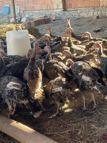 ağdam xoruzu gence: 3 aylıq hinduşkalar satılır Ünvan Gəncə qiymət 25 m hamısını alana