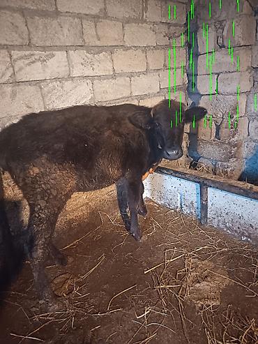 at sudu satisi: 2dene dişi dana tövlede quru otla beslenib — 2
