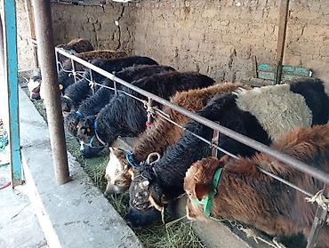 Коровы, быки: Продаю | Бык (самец) | Швицкая, Симментальская | На откорм — 5