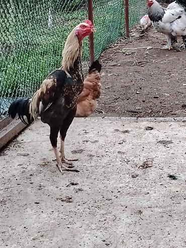brama cuceler: Toyuq, Brama, Damazlıq — 10