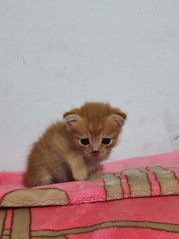 kitten: Скотиш Фолд (Шотландская вислоухая), 1 месяц, Мальчик, Рыжий — 4
