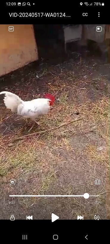 живая курица: Продаю цыплят чистокровных леггорнов на фото родители цыплятам уже