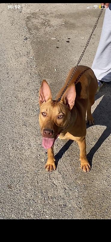 dok it: Pitbul, 6 ay, Dişi, Peyvəndli, Pulsuz çatdırılma — 2
