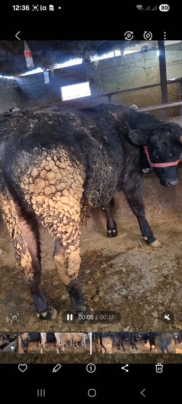 Коровы, быки: Продаю | Бык (самец) | Полукровка | На откорм | Привязанные — 3