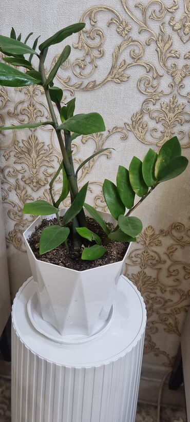 Другие комнатные растения: Продаю цветок офисный 70см высота — 11