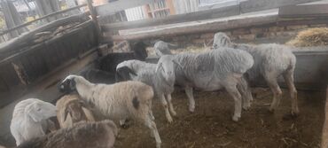 домик для кроликов: Продаю | Ягненок | На забой