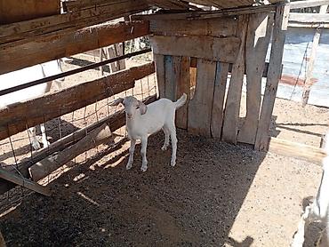 Козы, козлы: Продаю | Коза (самка) | Для молока | Племенные — 4