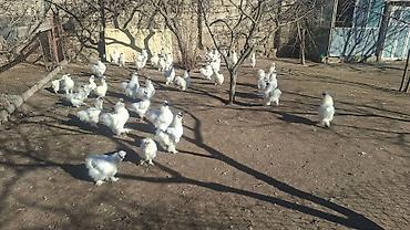 derzi quşu: Ponpon xoruzlar barterede yeri var — 1