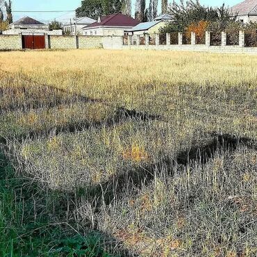 8 sot, Tikinti, Kupça (Çıxarış)