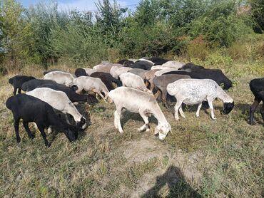 охотничий собак: 45баш кой сатылат семиз жаш Бир Коро чон бойлуу койлор сатылат