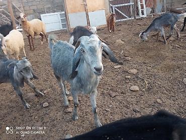 kanada sortu hinduska: Yani balalı Hələb 5aylq erkək bala ilə boğaz keçidir — 2