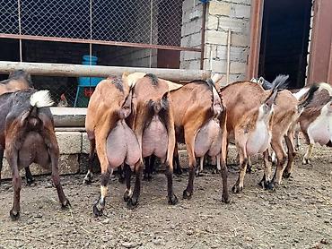 Keçilər, çəpişlər: Südlük keçilər – sağlam, məhsuldar sürü Salam şəkillərdə görünən — 11