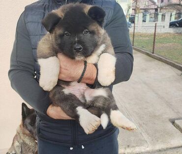 Psi: Prodajem stenad Americke Akite, od kvalitetnih roditelja. Stenci su na lalafo.rs — 2 Psi: Prodajem stenad Americke Akite, od kvalitetnih roditelja. Stenci su — 2