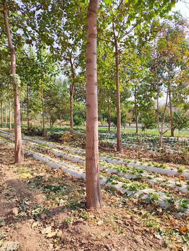 Декоративные деревья: Саженцы деревьев: Павловнии, Платная доставка at lalafo.kg — 13 Декоративные деревья: Саженцы деревьев: Павловнии, Платная доставка — 13