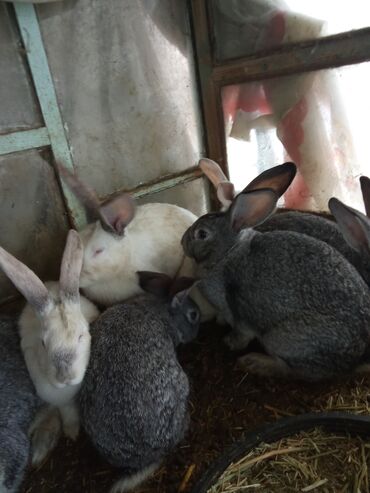 кролики великаны: Продаю | Крольчиха (самка), Кролик самец | Белый великан | Для разведения