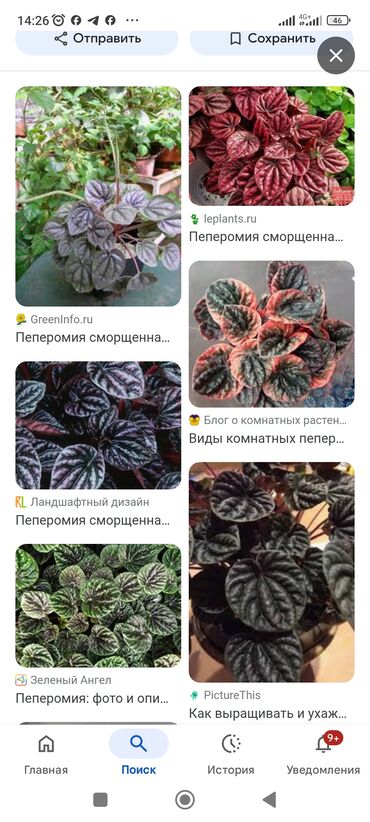 комнатные растения оптом: Куплю пеперомию сморщенную по приемлемой цене, Бишкек