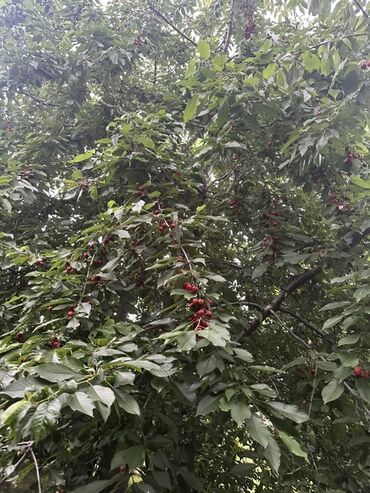 Torpaq sahələrinin satışı: Kənd təsərrüfatı, Kupça (Çıxarış) — 12