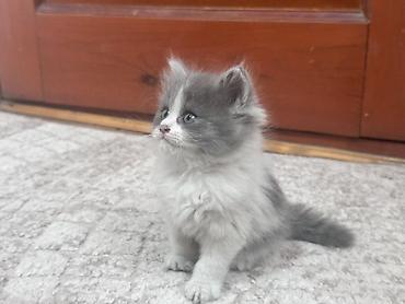 Продажа кошек: Плюшевые котята от мамы рэгдолл❤️ котятам 2-месяца, кушают все, ходят at lalafo.kg — 2 Продажа кошек: Плюшевые котята от мамы рэгдолл❤️ котятам 2-месяца, кушают все, ходят — 2