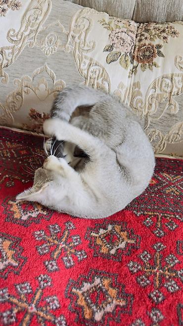 Животные: 3 месяца, Девочка, Приучена к лотку — 9