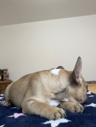 Psi: Dostupni vrhunski stenci francuskog buldoga- još dva dečaka i dve — 5