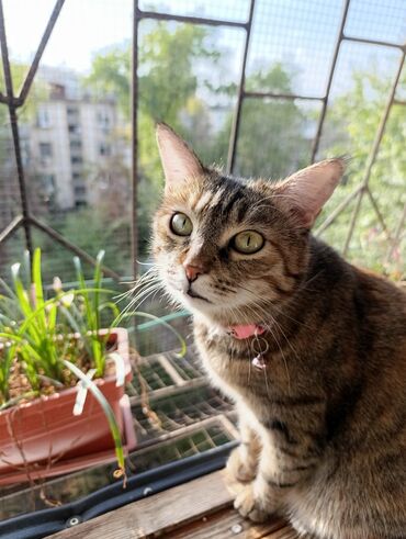 сколько стоят вислоухие кошки: Девочка, Проглистована