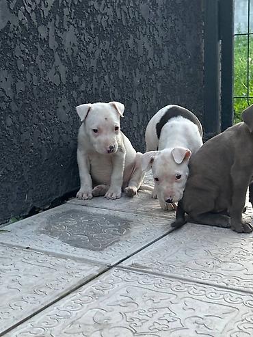 Продажа собак: Питбуль, 1 месяц, Самец — 11