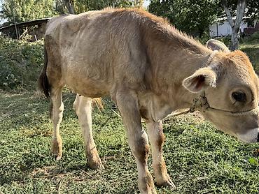 Продам с/х животных: Продаю | Бык (самец) | Швицкая | На откорм | Привязанные — 1