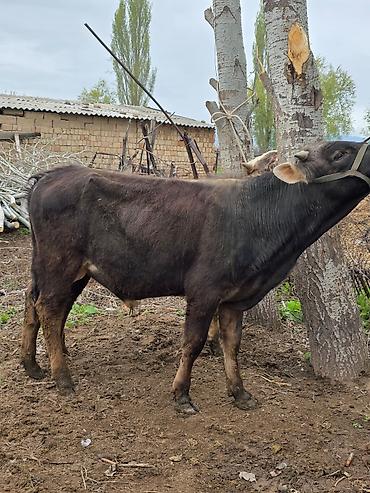 Коровы, быки: Продаю | Бык (самец) | На откорм | Привязанные — 2