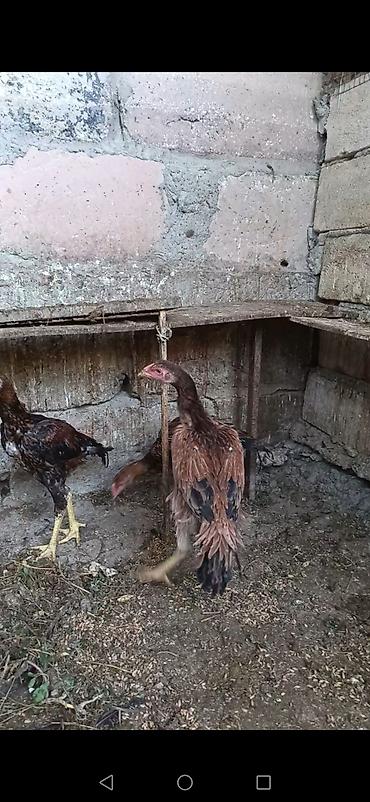 balaca cuce: Toyuq cücələri, Damazlıq — 1
