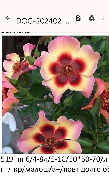 Садовые цветы и кустарники: Корни роз - Крупноцветковая чайно-гибридная роза с — 28